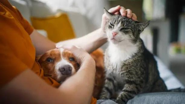 Produits animaliers : un nouveau terrain de test… qui ne manque pas de flair