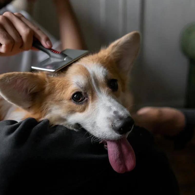 Pet Care : Quand le chien valide lui-même son soin (Coulisses d'une étude)