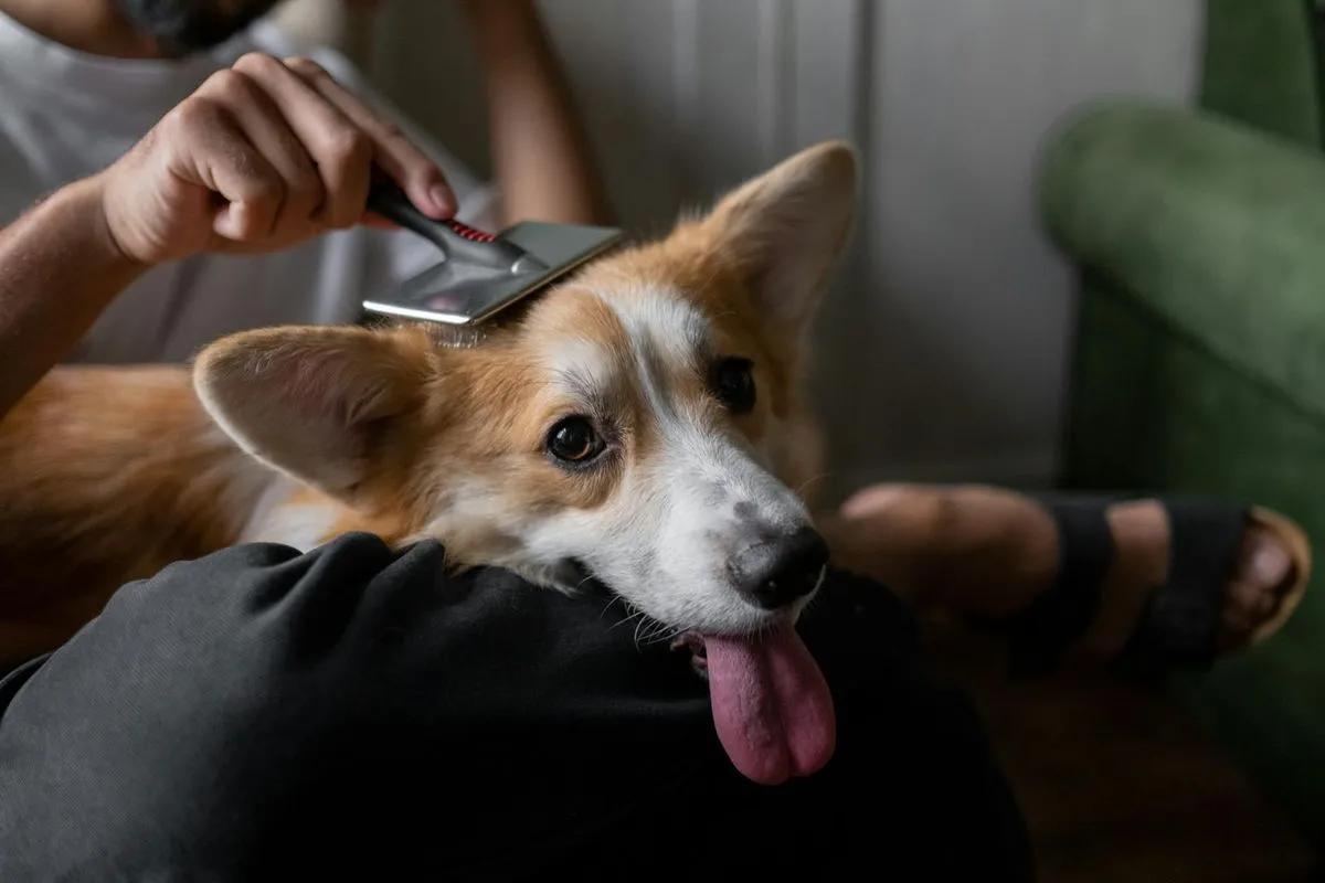 Pet Care : Quand le chien valide lui-même son soin (Coulisses d'une étude)