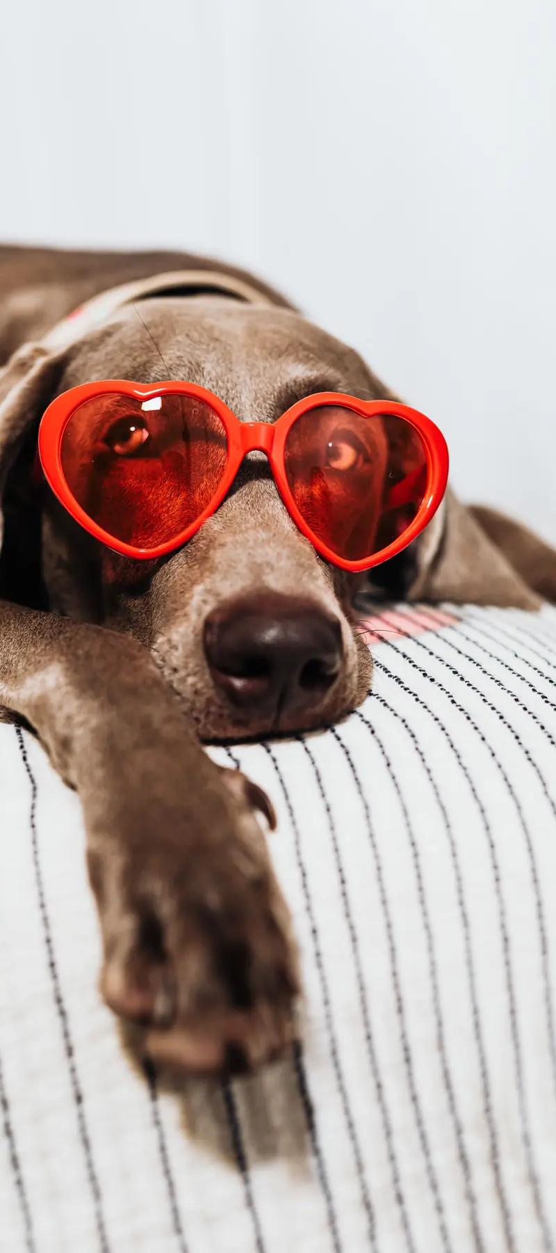SYRES s'invite au CosmoPet International Congress 2026 : l'innovation au service du bien-être animal