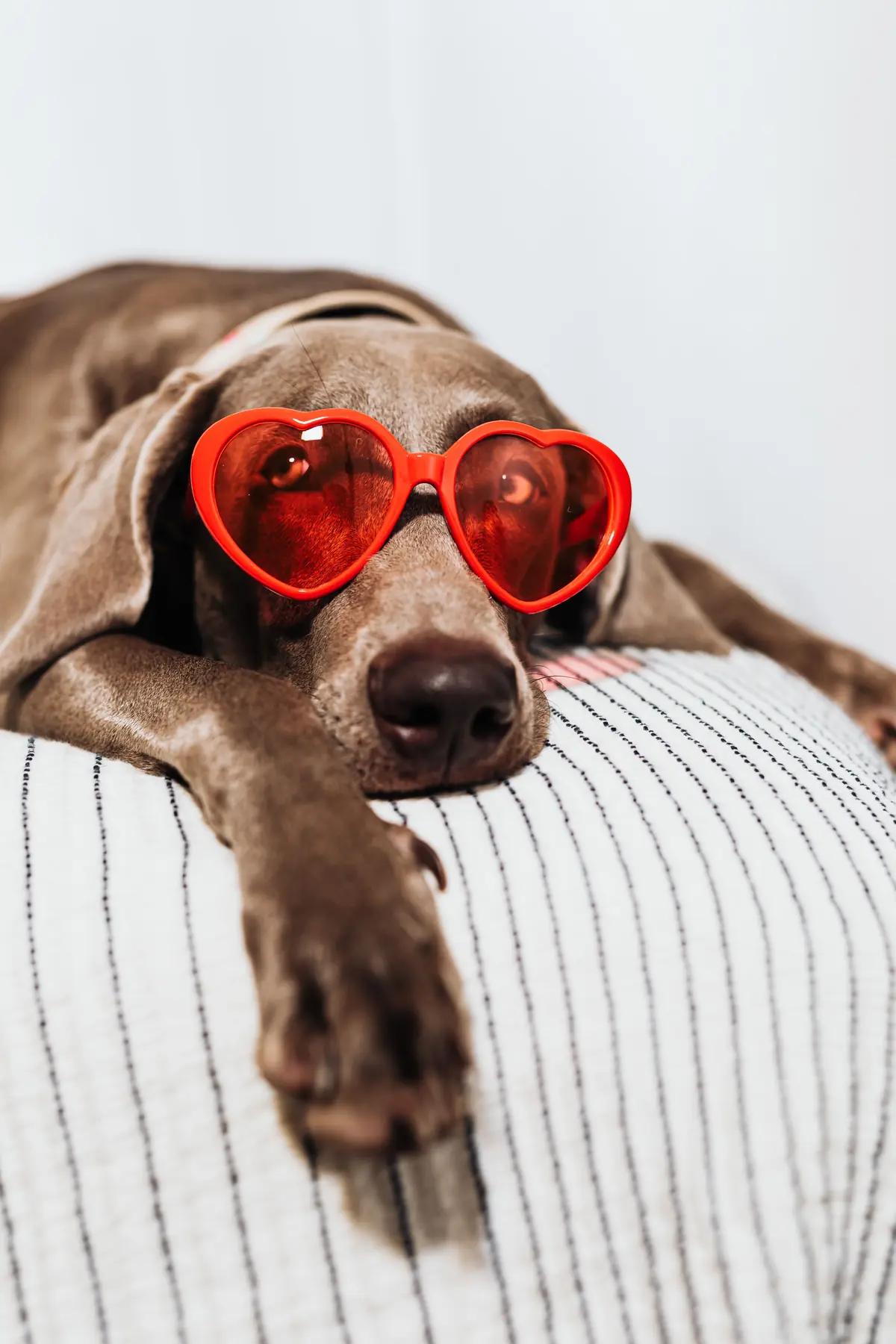 SYRES s'invite au CosmoPet International Congress 2026 : l'innovation au service du bien-être animal