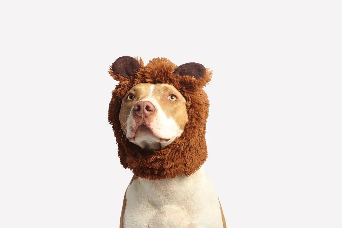 Tester sans tester : le nouveau défi des marques de soins pour animaux